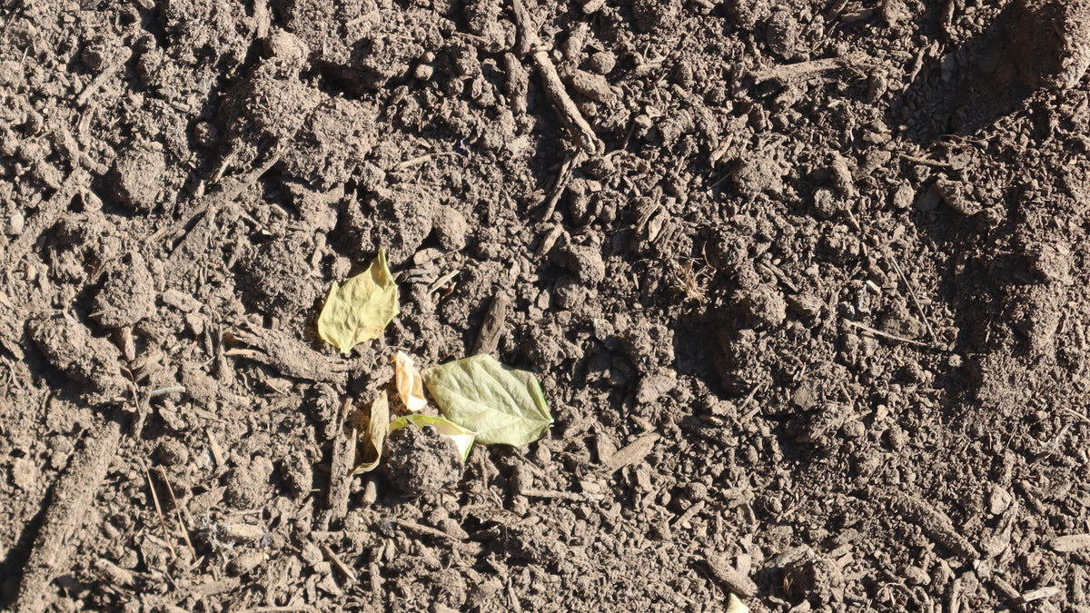 Compost